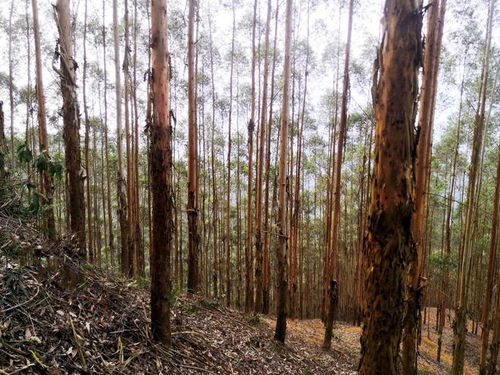 廣西桉樹 生物多樣性保護、生態平衡與木材安全的三維博弈